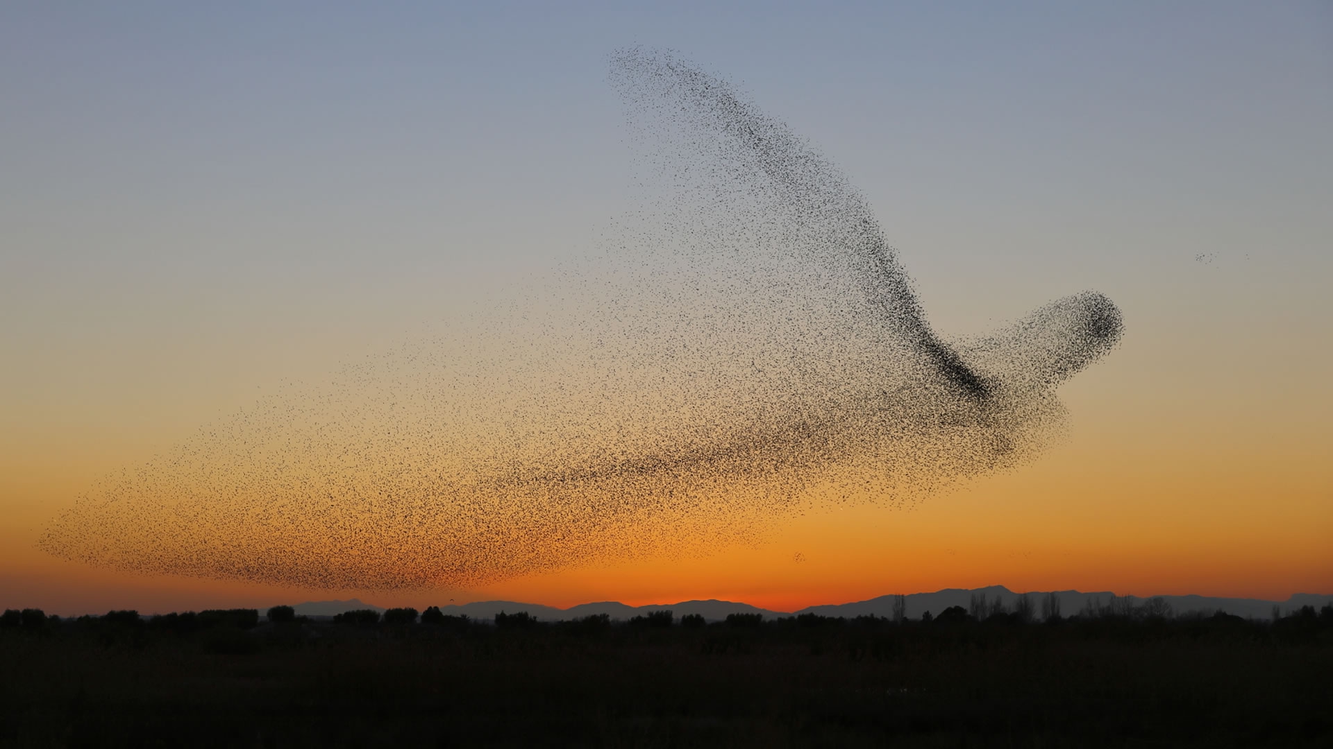 Little birds migrate in the red sky